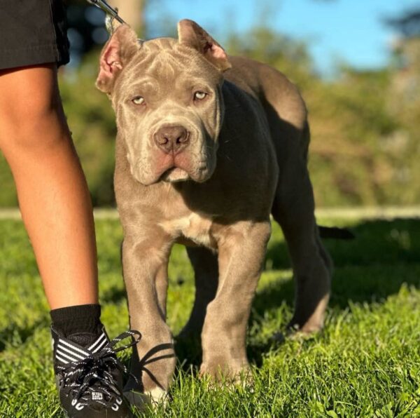 ROCKY - Image 3