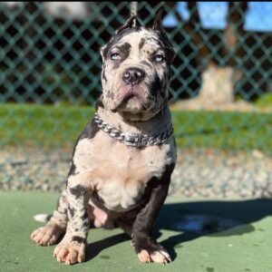 OLIVER