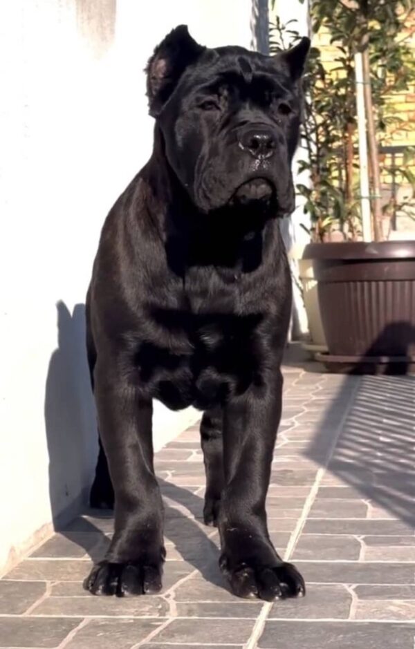 Leo