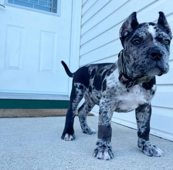 Bella