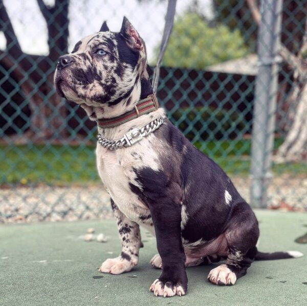 OLIVER - Image 2