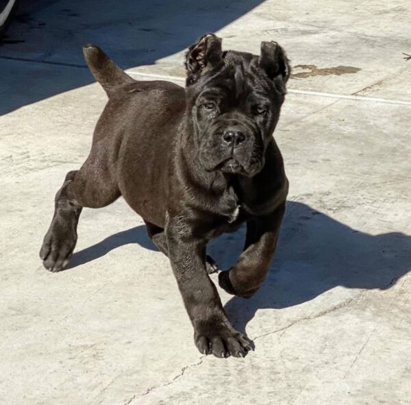 MOLLY