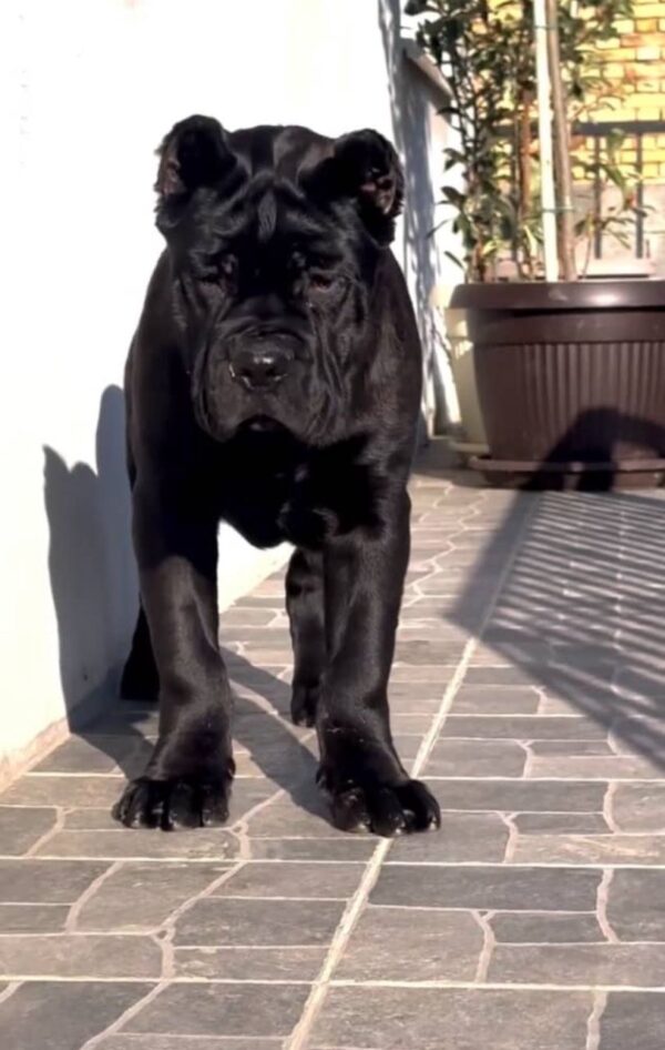 Leo - Image 3