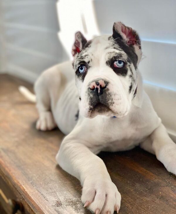 JACK - Image 2